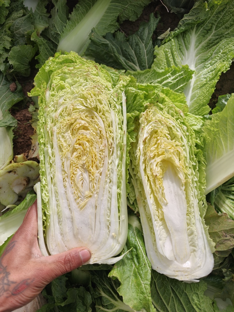 精品白菜