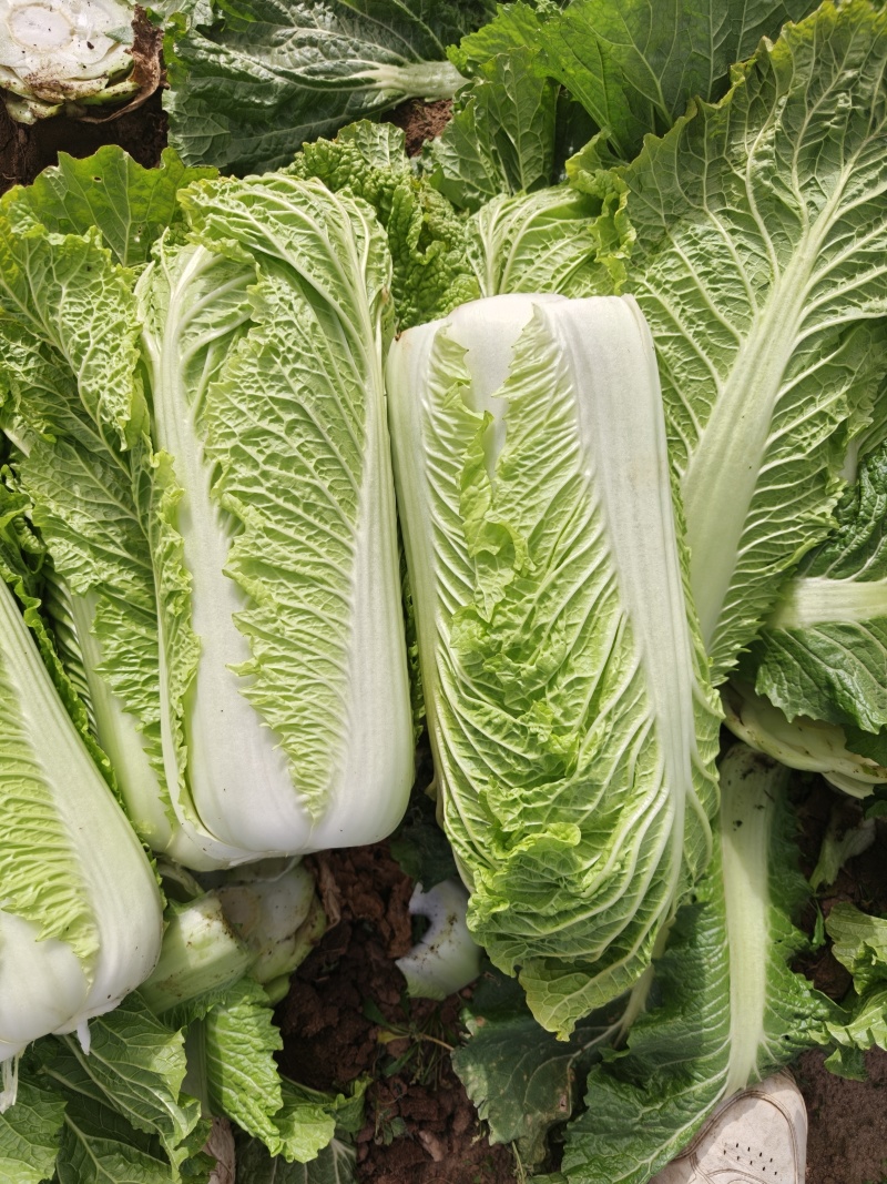 精品白菜