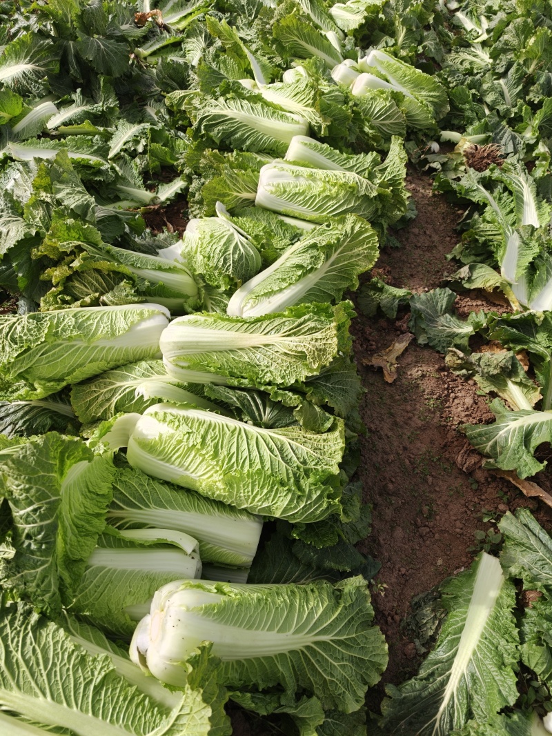 精品白菜