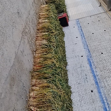 长白大葱