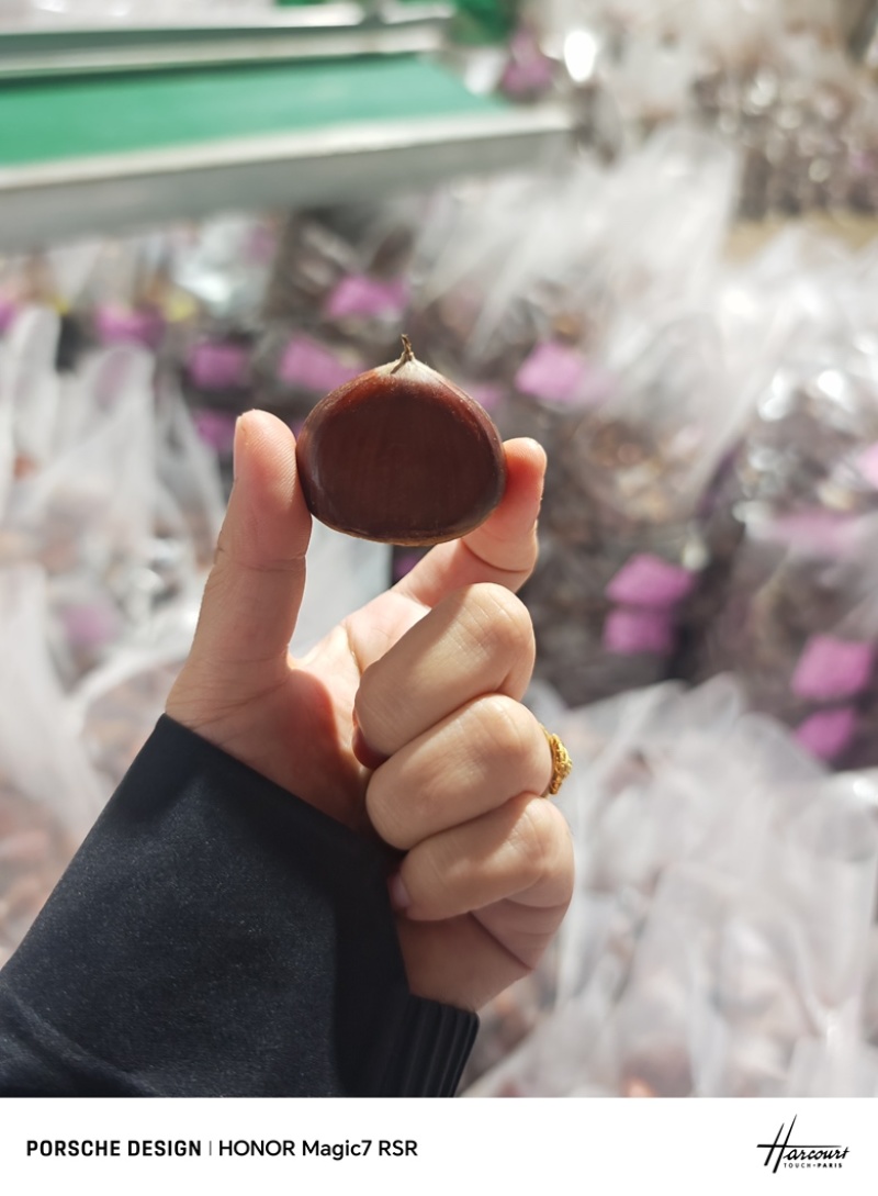 板栗个头大支持代发源头
