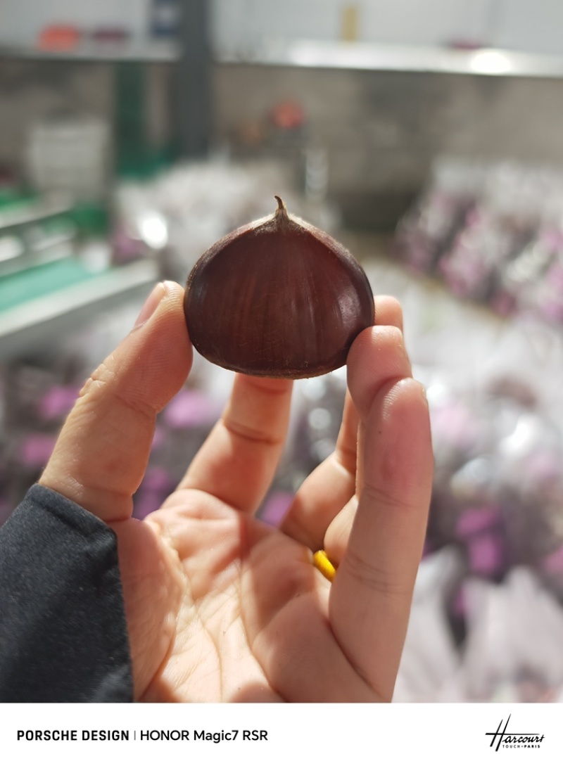 板栗个头大支持代发源头