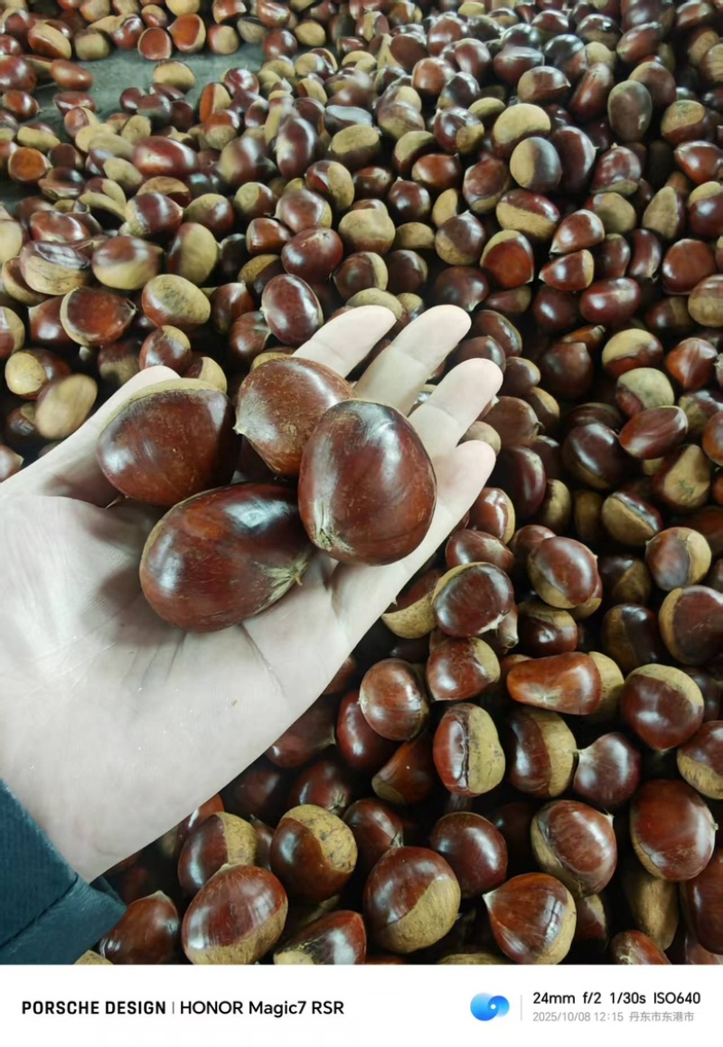 板栗个头大支持代发源头