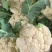 浙江温州菜花松花菜有机花白面青梗基地直供即将上