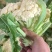 浙江温州菜花松花菜有机花白面青梗基地直供即将上