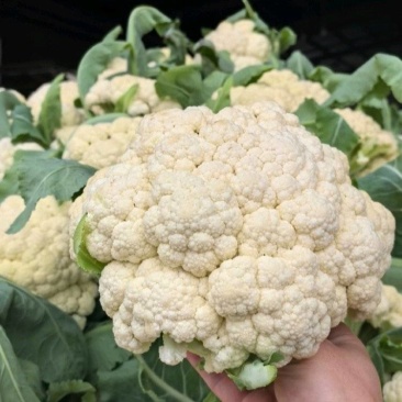 浙江温州菜花松花菜有机花白面青梗基地直供即将上