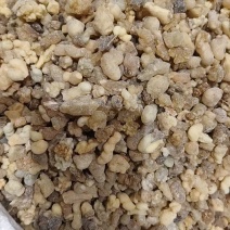 中药材乳香，各种各样的规格都有现货大货需要的老板可以下单