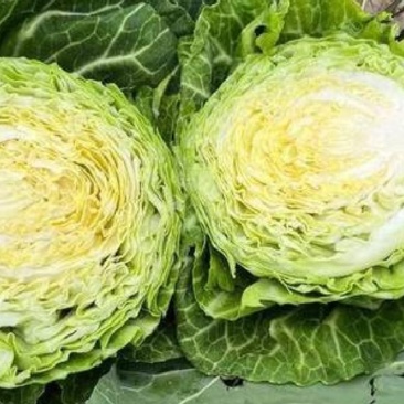 精品甘蓝圆包菜大量上市产地直供货源充足供全国商超