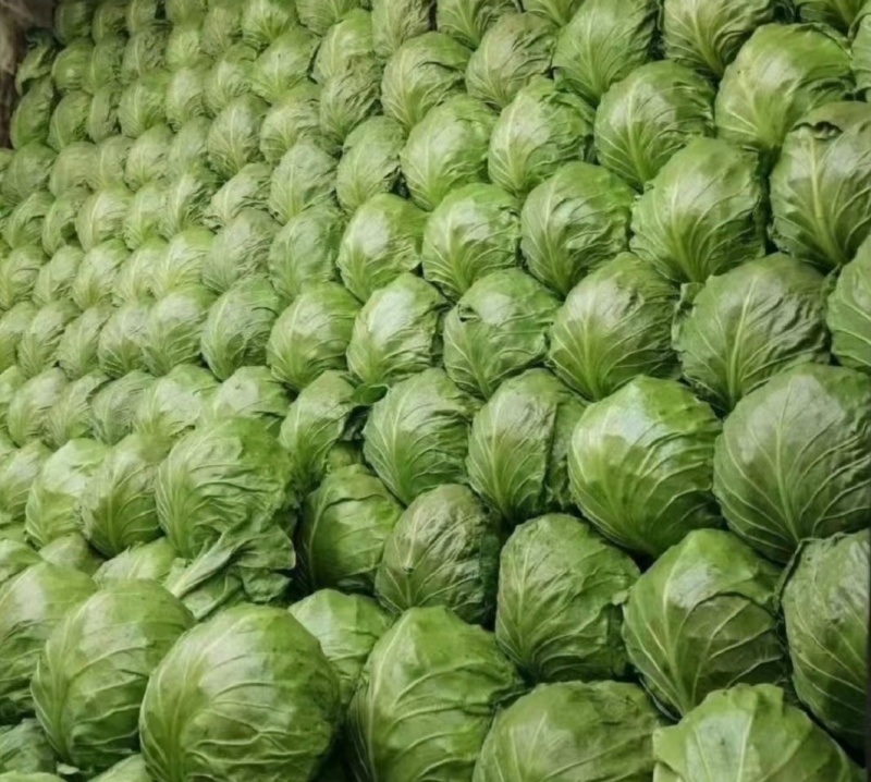 精品甘蓝上市中圆包菜软包产地直供量大从优联系