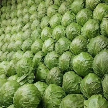 精品甘蓝上市中圆包菜软包产地直供量大从优联系