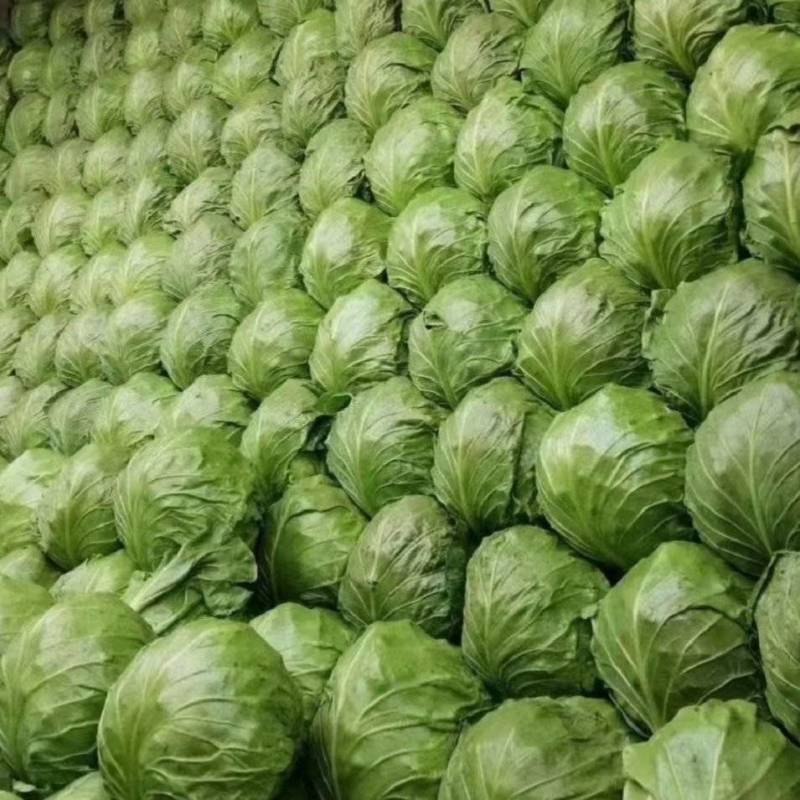 精品甘蓝上市中圆包菜软包产地直供量大从优联系