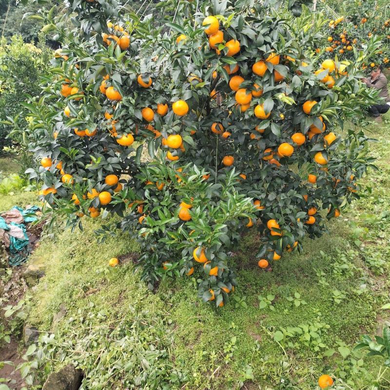 云南哀牢山沃柑柑桔产地一手货源，品质保证代发全国欢迎电联