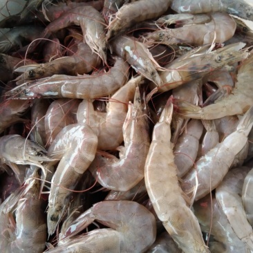 精品鲜虾每斤22条左右13.5每斤，适合电商餐饮社区团购