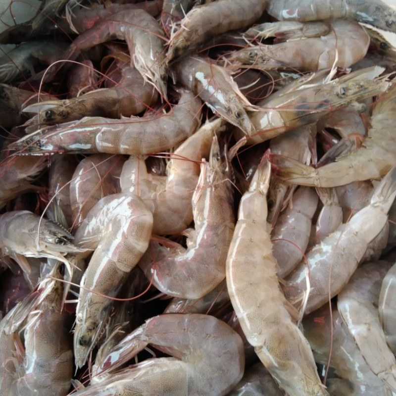 精品鲜虾每斤22条左右13.5每斤，适合电商餐饮社区团购
