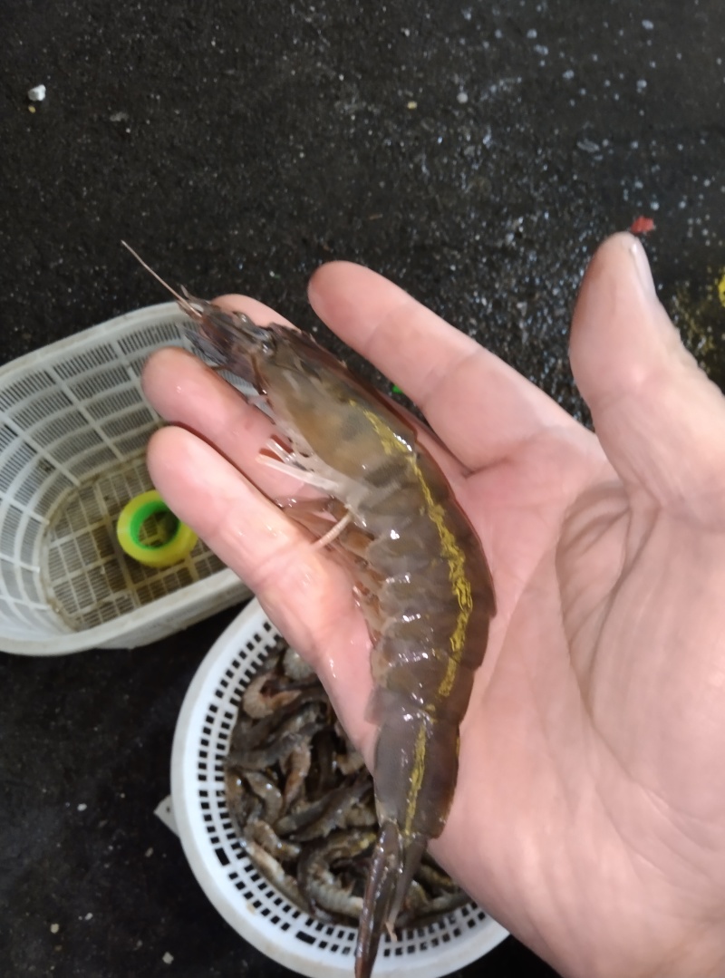 精品鲜虾每斤22条左右13.5每斤，适合电商餐饮社区团购