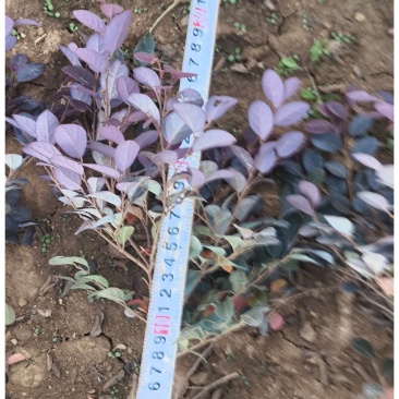 大量供应红继木，基地直供，价格实惠，欢迎有需要老板联系