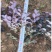 大量供应红继木，基地直供，价格实惠，欢迎有需要老板联系
