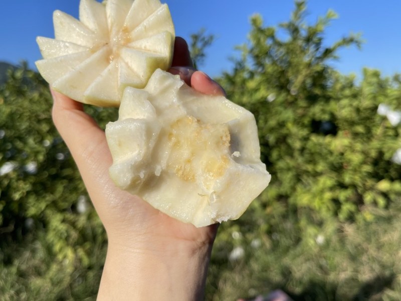 福建漳州芭乐，白心番石榴，批发代发，商超供应