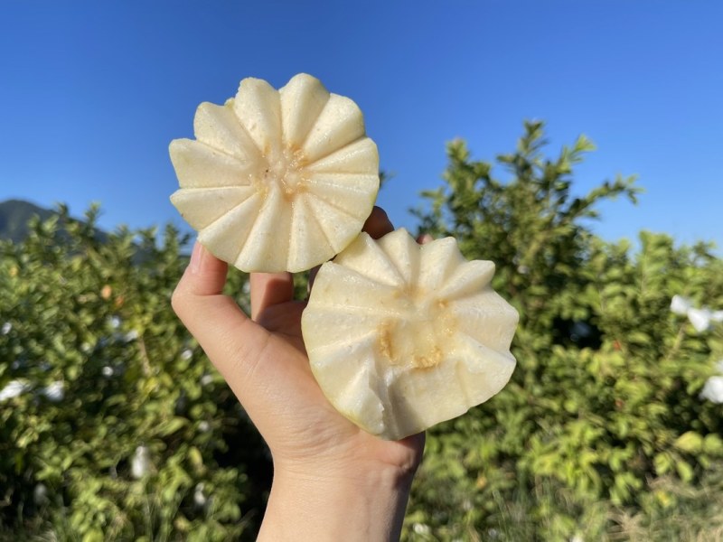 福建漳州芭乐，白心番石榴，批发代发，商超供应