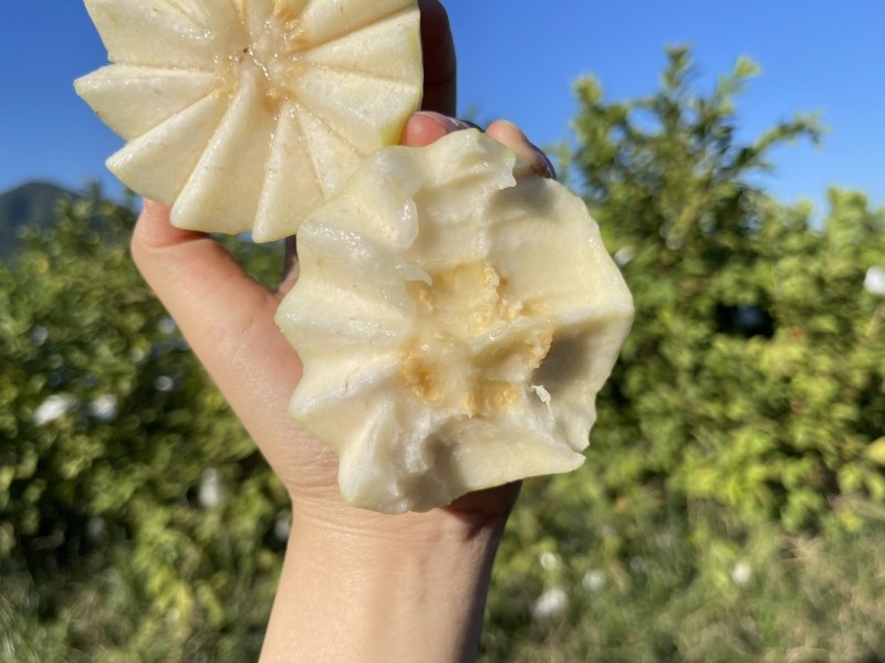 福建漳州芭乐，白心番石榴，批发代发，商超供应