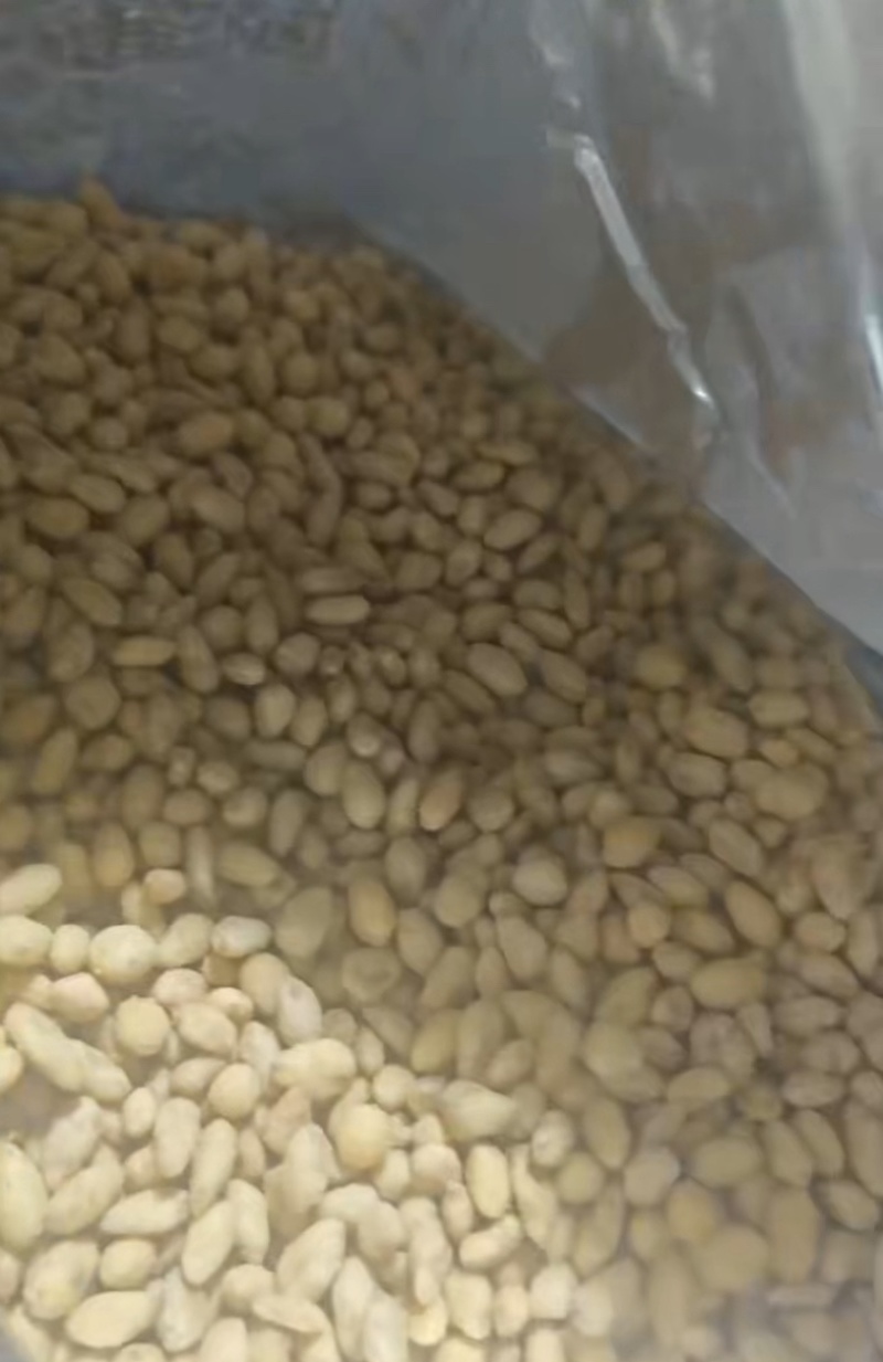 蟹黄味瓜子仁电商用瓜子仁物美价廉大量现货2万斤
