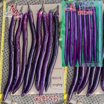 龙盛彩虹5号长线茄种子早熟杂交红线茄种子油亮肉嫩高产长茄