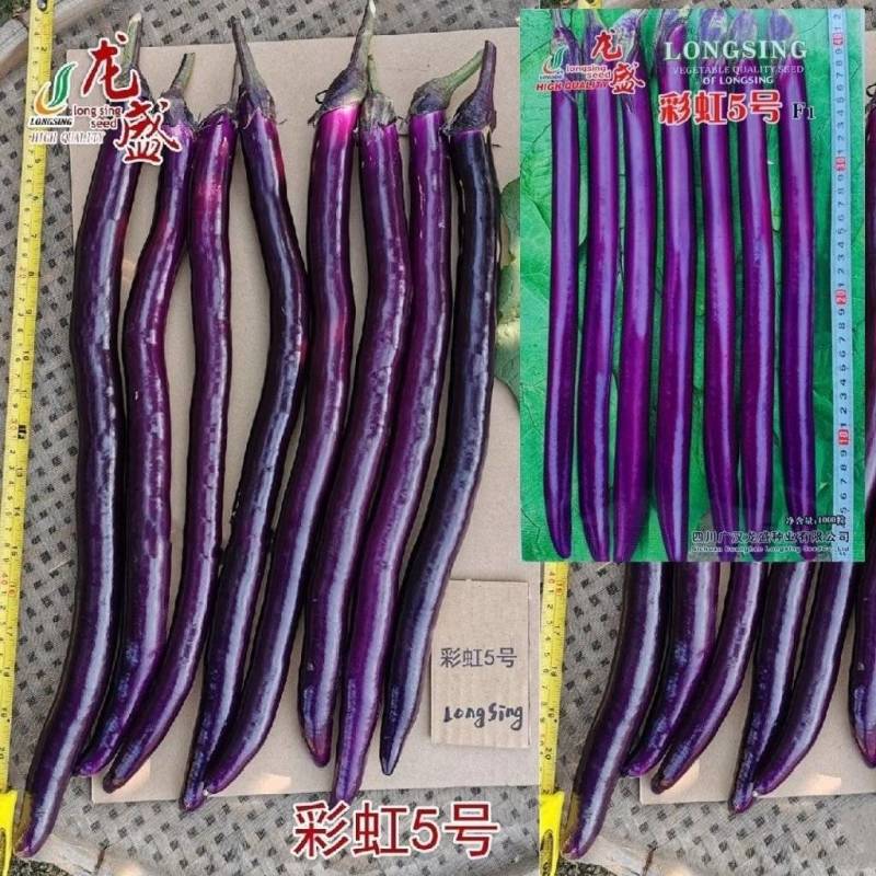 龙盛彩虹5号长线茄种子早熟杂交红线茄种子油亮肉嫩高产长茄