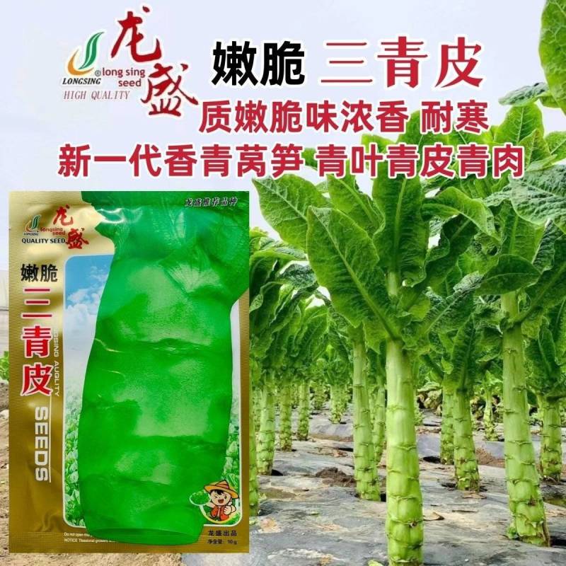 龙盛嫩脆三青皮莴笋种子质嫩鲜脆香味浓耐寒青皮青肉青叶莴笋