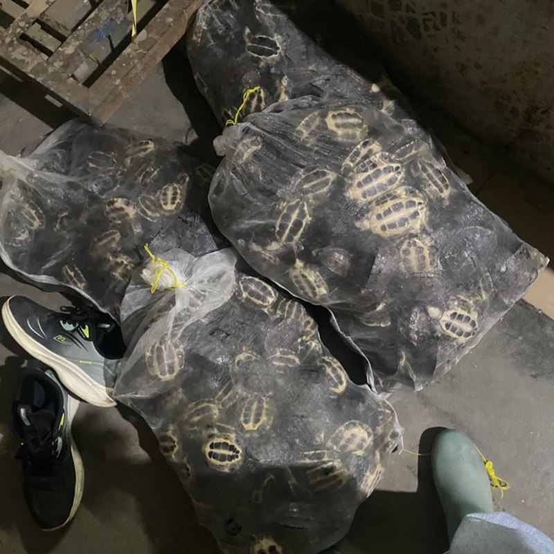 碌仔7元一个***********