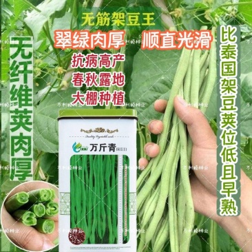 万斤青肉豆角种子高产架豆四季大田播种无筋架豆嫩豆角种籽