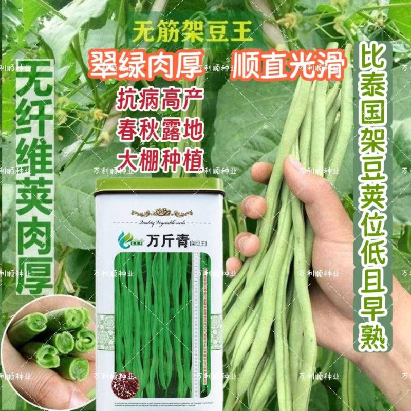 万斤青肉豆角种子高产架豆四季大田播种无筋架豆嫩豆角种籽
