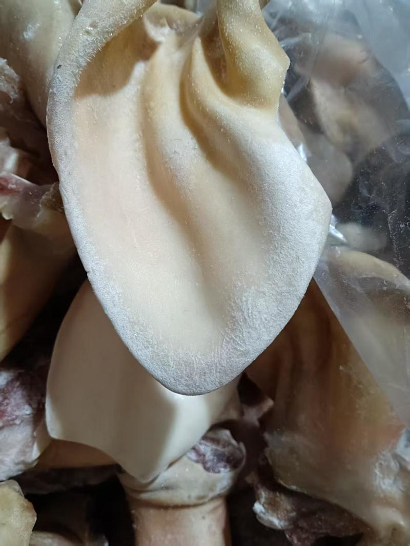 牛耳不带根可定制清水退毛鲜牛耳干净纯干可定制