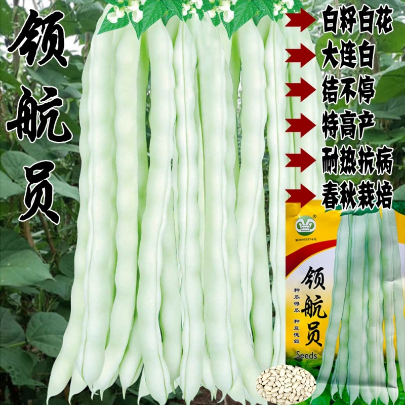 领航者架豆芸豆种籽特高产豆角种籽春秋播种耐热抗病无筋架豆