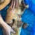 牛头肉大公牛头皮纯干清水煮刀削毛可定制纯干清水煮