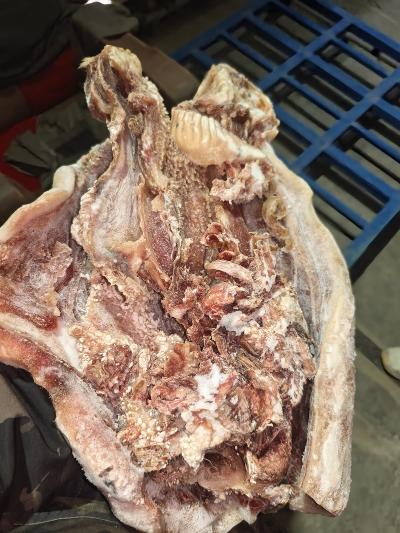 牛头肉大公牛头皮纯干清水煮刀削毛可定制纯干清水煮
