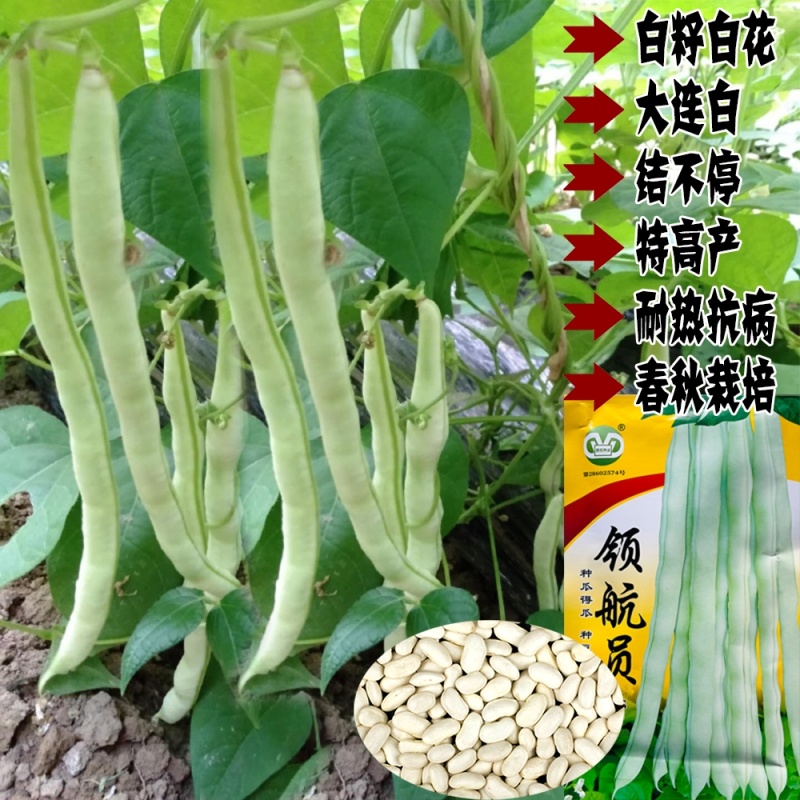 领航者架豆芸豆种籽特高产豆角种籽春秋播种耐热抗病无筋架豆