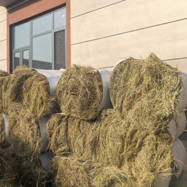 特等马场草纯纯的碱草。