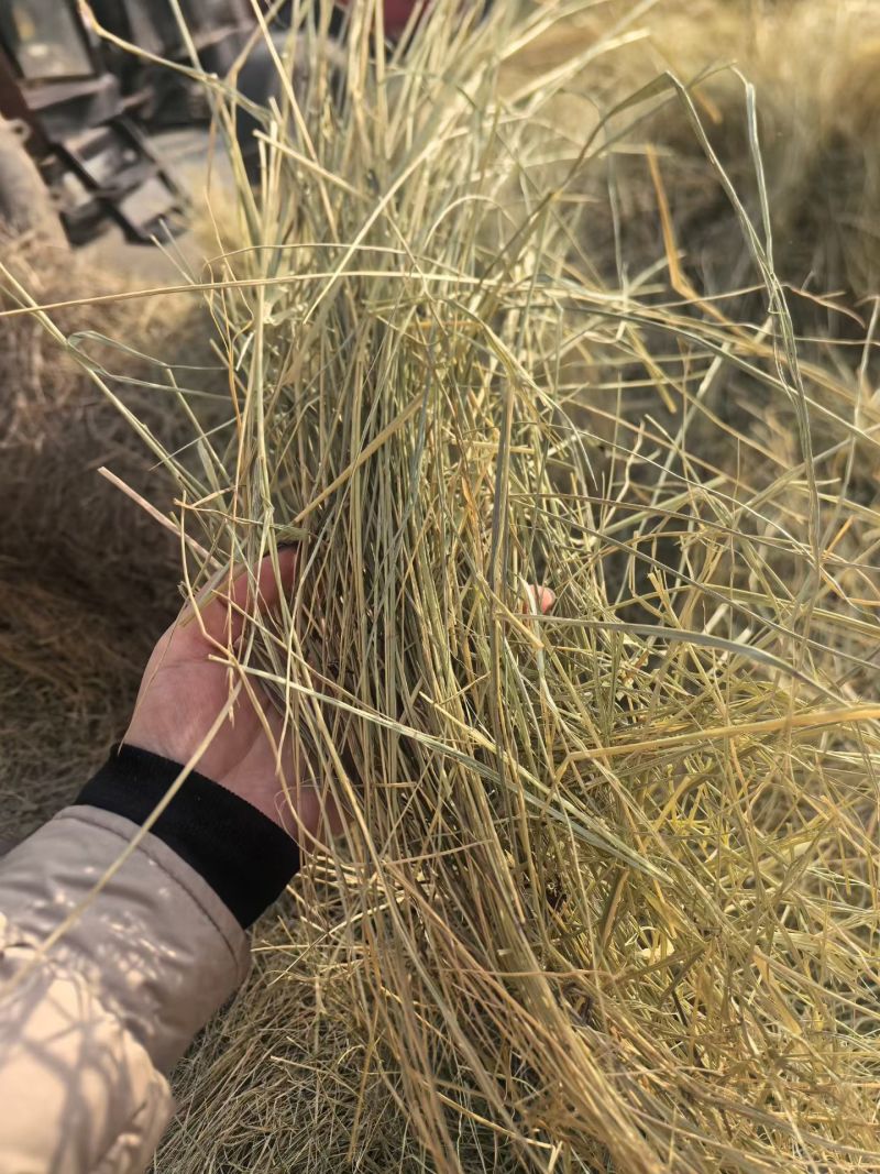 特等马场草纯纯的碱草。