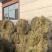 特等马场草纯纯的碱草。