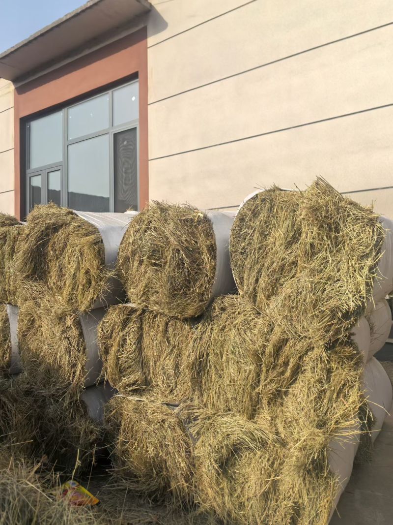 特等马场草纯纯的碱草。