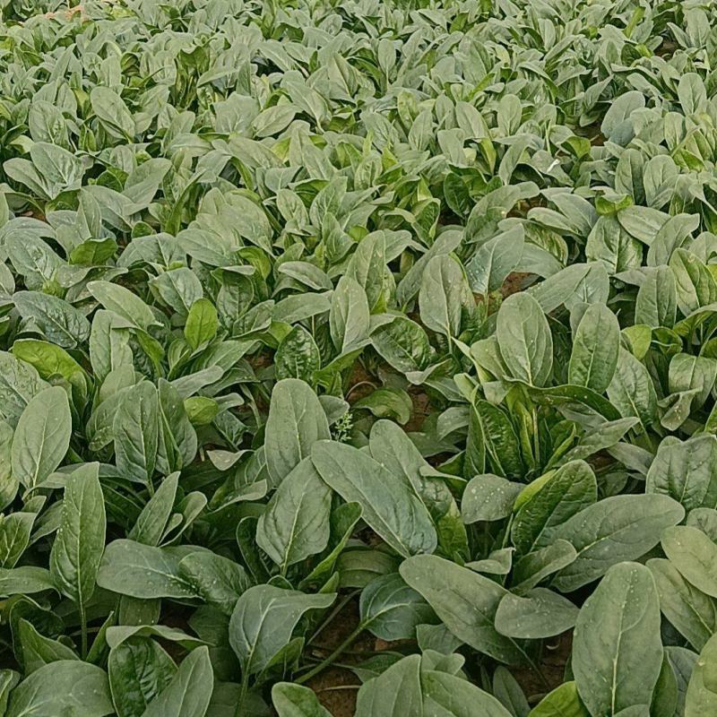 精品大叶菠菜