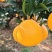 四川金堂脐橙上市中，为各地批发市场，电商，超市直供代办