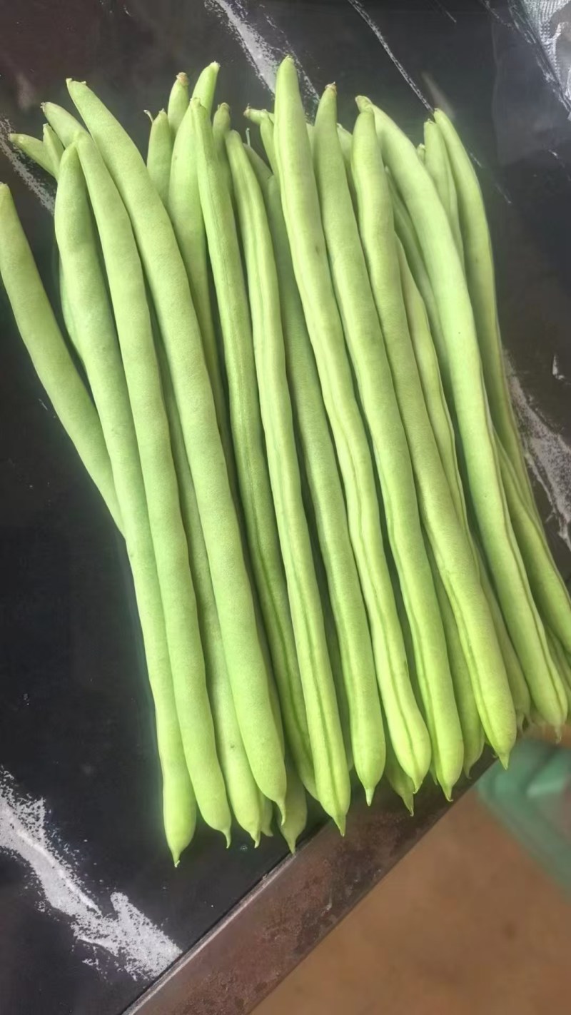 加长版小金豆种子高产抗病春秋播种肉豆角种籽基地种植豆角种