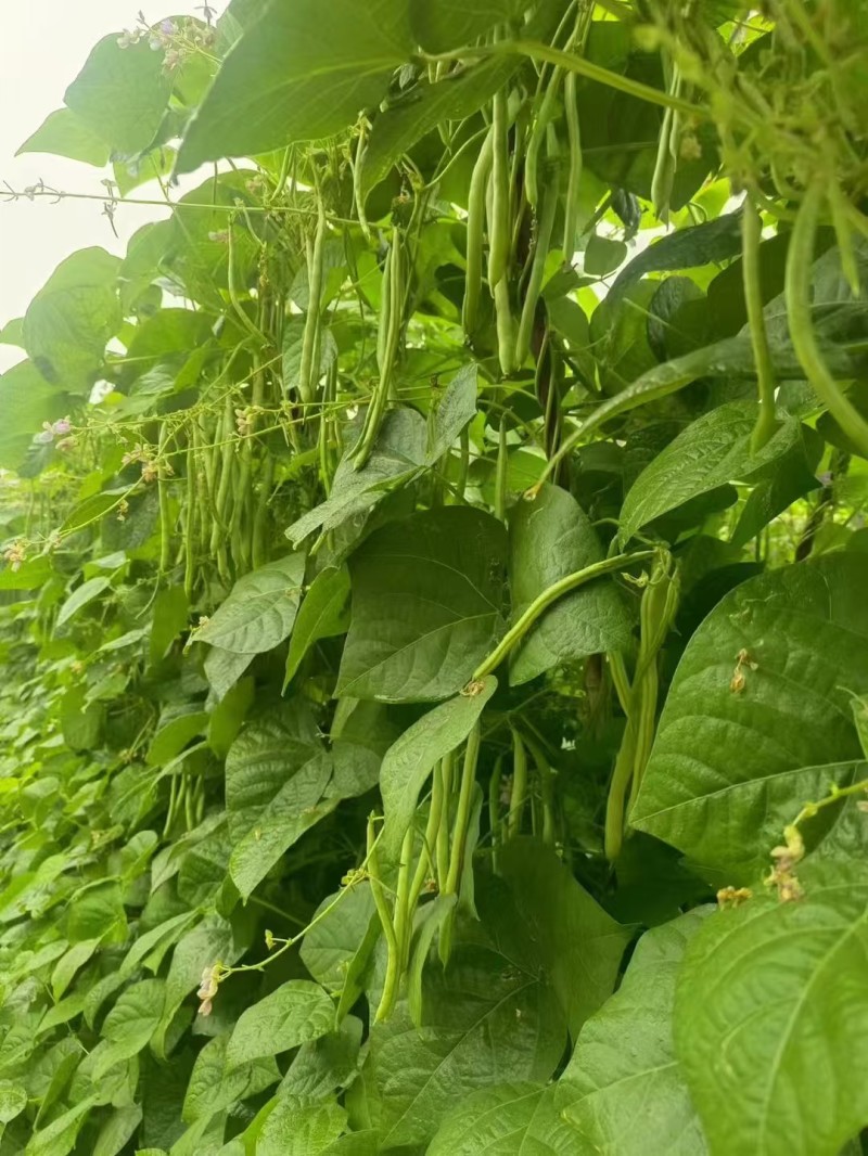 加长版小金豆种子高产抗病春秋播种肉豆角种籽基地种植豆角种