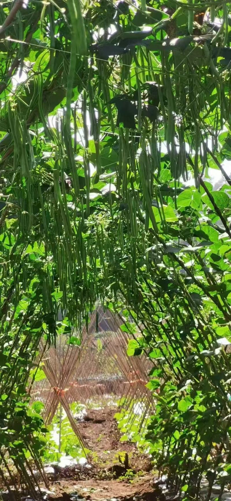 加长版小金豆种子高产抗病春秋播种肉豆角种籽基地种植豆角种