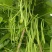 加长版小金豆种子高产抗病春秋播种肉豆角种籽基地种植豆角种