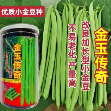 金玉传奇小金豆种子加长版高产无筋肉厚豆角种籽春秋播种架豆