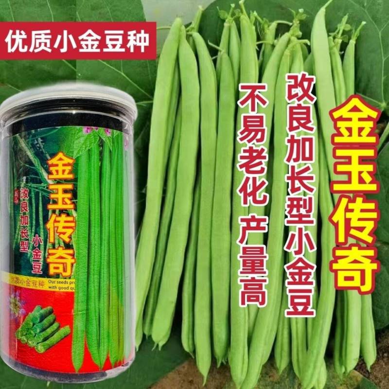 金玉传奇小金豆种子加长版高产无筋肉厚豆角种籽春秋播种架豆