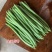 金玉传奇小金豆种子加长版高产无筋肉厚豆角种籽春秋播种架豆