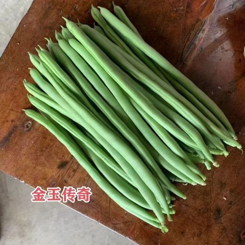 金玉传奇小金豆种子加长版高产无筋肉厚豆角种籽春秋播种架豆